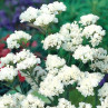Seminte flori Saraturica (Limonium sinuatum) alba 0,15g