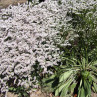 Seminte flori Saraturica perena (Limonium tataricum) alba 0,2g