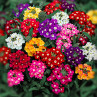 Seminte flori Verbena (Verbena hybrida) amestec de culori