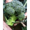 Seminte Broccoli Calabrese 10g