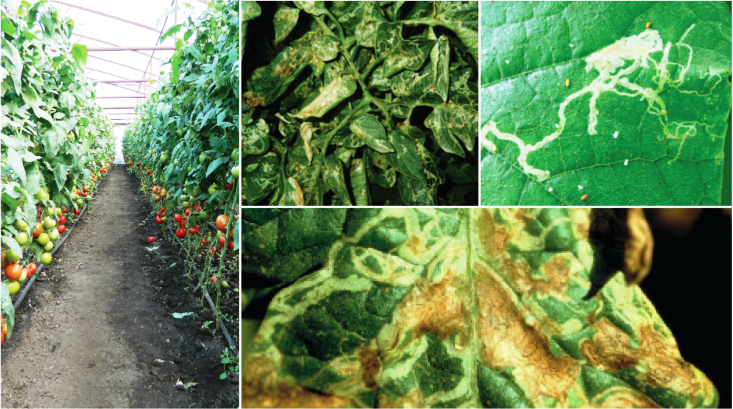 Insecticide pentru tomate impotriva Moliei tomatelor - Tuta absoluta