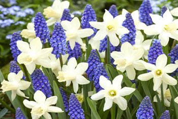 Bulbi de flori toamna