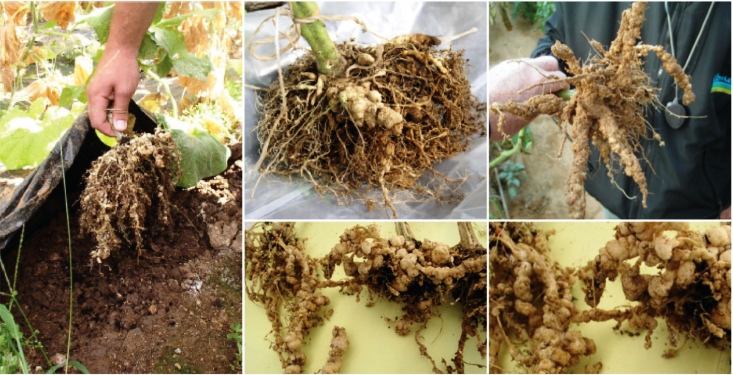 Insecticide pentru tomate impotriva Nematodului galicol al radacinilor &ndash; Meloidogyne incognita