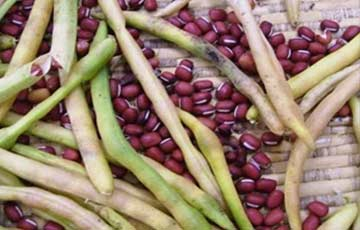 Seminte fasole mung Teodora Seminte fasole mung Teodora boabe rosii