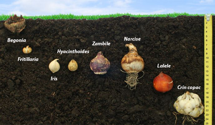 bulbi de flori - adancimea de plantare
