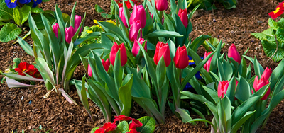 bulbi de flori - scoarta copac