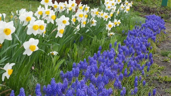 bulbi de flori - idei de plantare