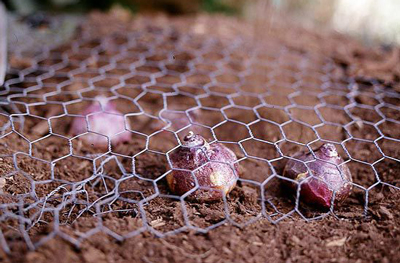 bulbi de flori - plasa