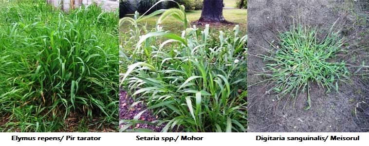 Buruieni cultura de porumb Buruieni graminee