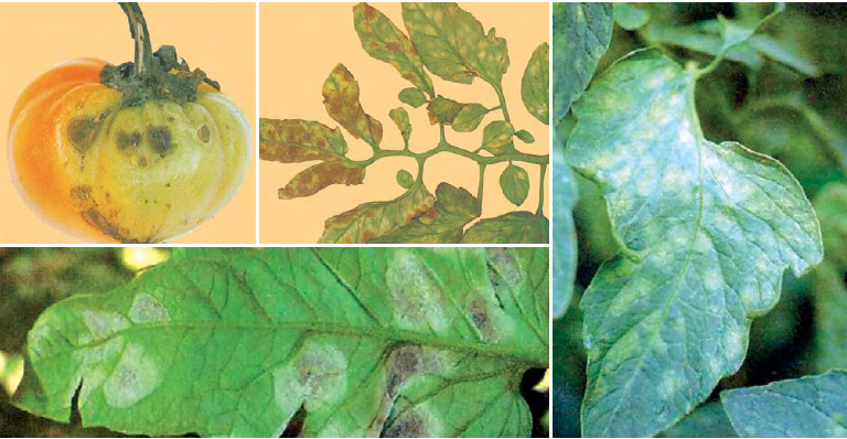 Cladosporium fulvum - patarea cafenie a tomatelor Cladosporium fulvum - patarea cafenie a tomatelor