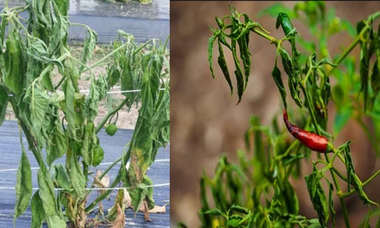 Fusarium oxysporum -ofilire fuzariana la ardei Fusarium oxysporum -ofilire fuzariana la ardei