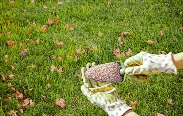 Ingrasamant de gazon toamna - de ce sa fertilizam