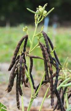 Seminte fasole mung Pastai seminte fasole mung