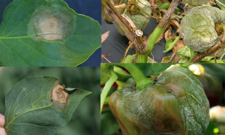 Phytophthora capsici - mana la ardei Phytophthora capsici - mana la ardei