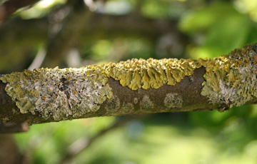 licheni in pomi