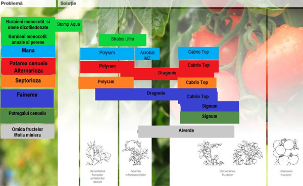 Schema de tratament la tomate de la BASF