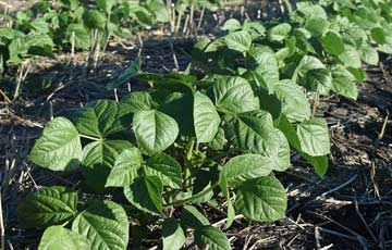 Semanare seminte fasole mung Semanare seminte fasole mung