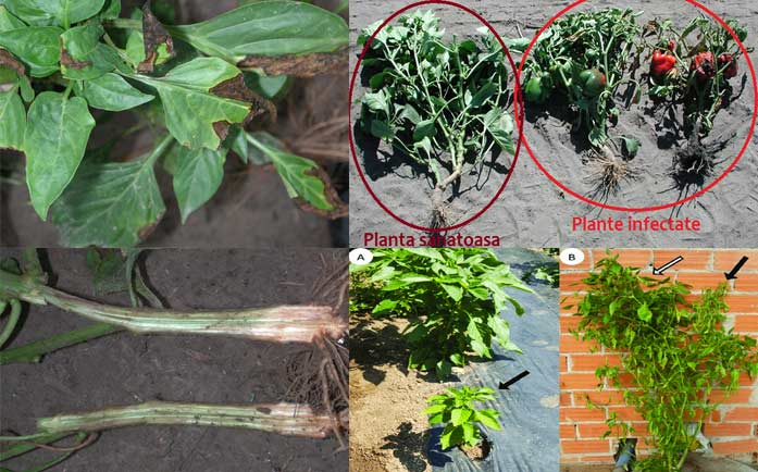 Verticillium dahliae la ardei Verticillium dahliae la ardei