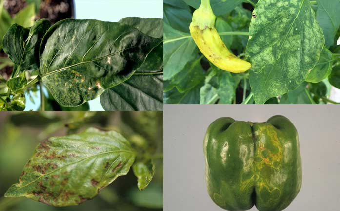 Virusul petelor de bronz la ardei Virusul petelor de bronz la ardei