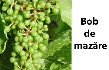 tratamente vita de vie bob de mazare