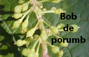 tratamente vita de vie formare bob