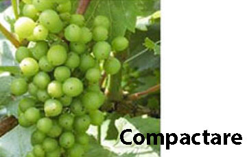 tratamente vita de vie compactare
