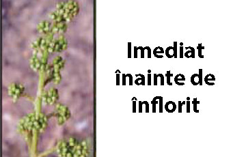 tratamente vita de vie imediat inainte de inflorit