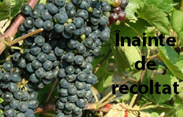 tratamente vita de vie inainte de recoltat
