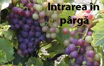 tratamente vita de vie intrarea in parga