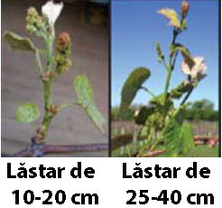 tratamente vita de vie lastar 20-25 cm