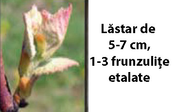 trtamente vita de vie lastar 5-7 cm