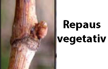 trtamente vita de vie repaus vegetativ