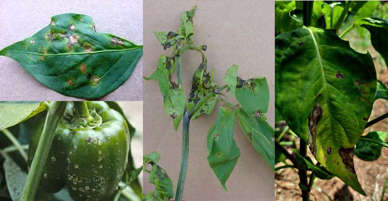 Xanthomonas campestris pv. vesicatoria - patarea frunzelor la ardei Xanthomonas campestris pv. vesicatoria - patarea frunzelor la ardei